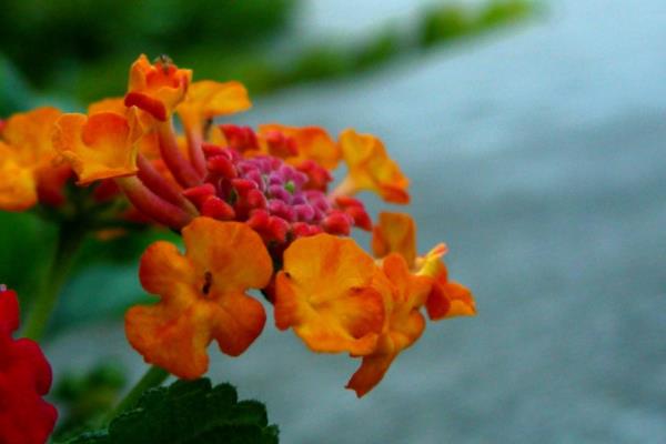 五色梅怎么種 五色梅種植方法與注意事項