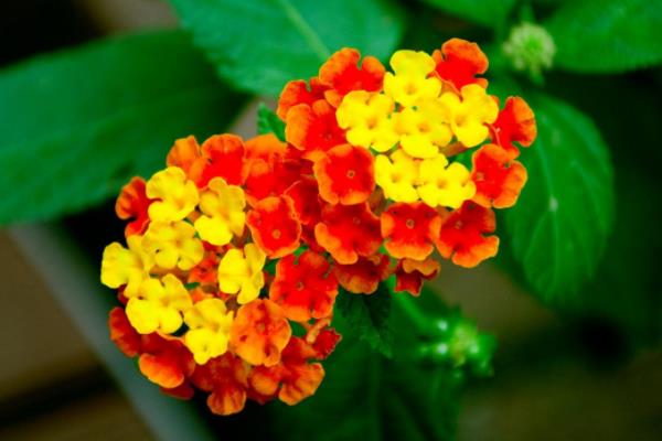 五色梅怎么種 五色梅種植方法與注意事項