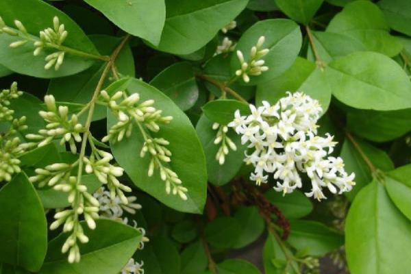 女貞怎么種 女貞種植方法與注意事項(xiàng)