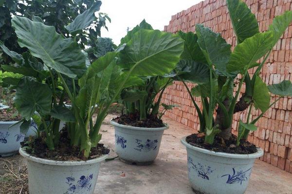 滴水觀音怎么種  滴水觀音種植方法與注意事項(xiàng)