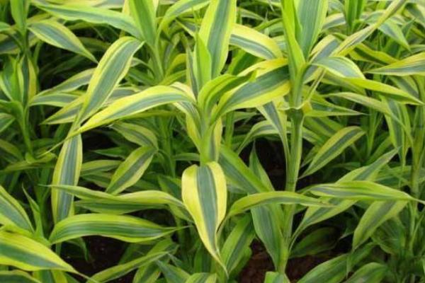 富貴竹市場(chǎng)價(jià)格多少錢一支 家里放富貴竹好嗎