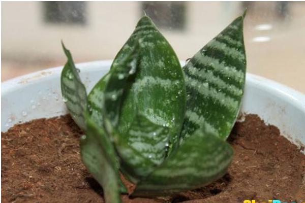 虎皮蘭冬天怎么養 虎皮蘭的繁殖方法有哪些