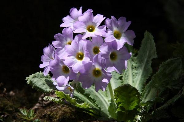 報(bào)春花枯萎了怎么辦（原因及解決方法） 報(bào)春花的養(yǎng)殖辦法