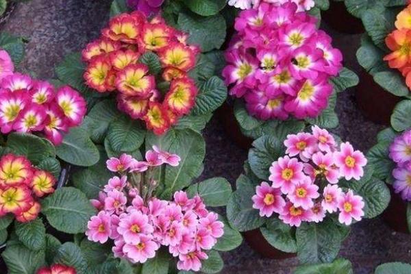 報(bào)春花怎么養(yǎng) 報(bào)春花養(yǎng)殖方法與注意事項(xiàng)