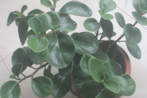 豆瓣綠繁殖方法 豆瓣綠葉插繁殖的技巧