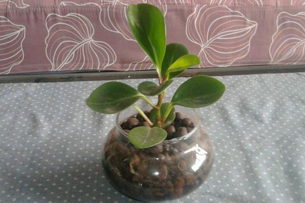 豆瓣綠繁殖方法 豆瓣綠葉插繁殖的技巧