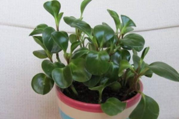 豆瓣綠繁殖方法 豆瓣綠葉插繁殖的技巧