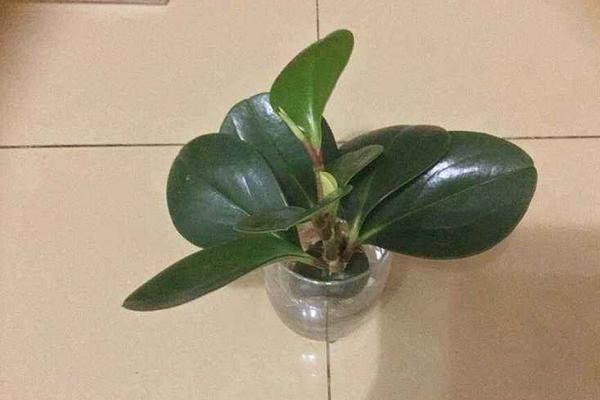 豆瓣綠繁殖方法 豆瓣綠葉插繁殖的技巧