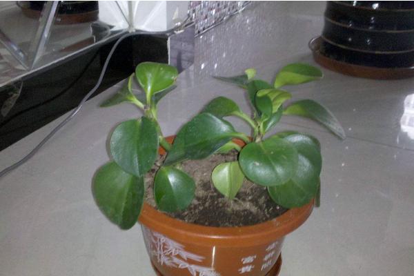 豆瓣綠繁殖方法 豆瓣綠葉插繁殖的技巧