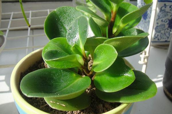 豆瓣綠怎么過冬 豆瓣綠冬天養(yǎng)殖注意事項(xiàng)