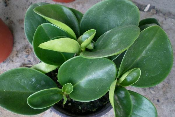 豆瓣綠怎么過冬 豆瓣綠冬天養殖注意事項