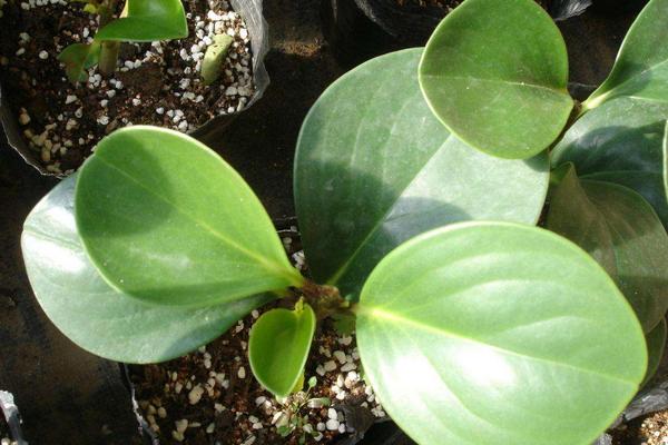 豆瓣綠怎么過冬 豆瓣綠冬天養殖注意事項