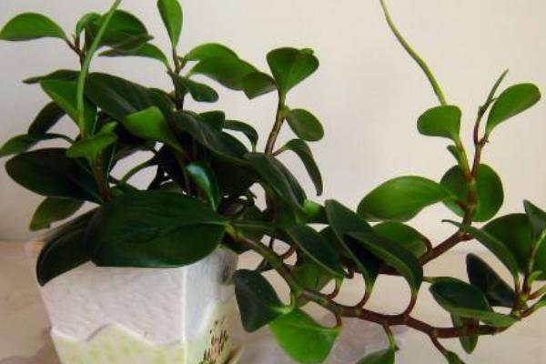 豆瓣綠怎么過冬 豆瓣綠冬天養殖注意事項