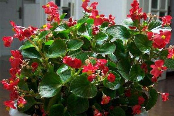 四季海棠多久澆一次水 四季海棠施肥方法技巧