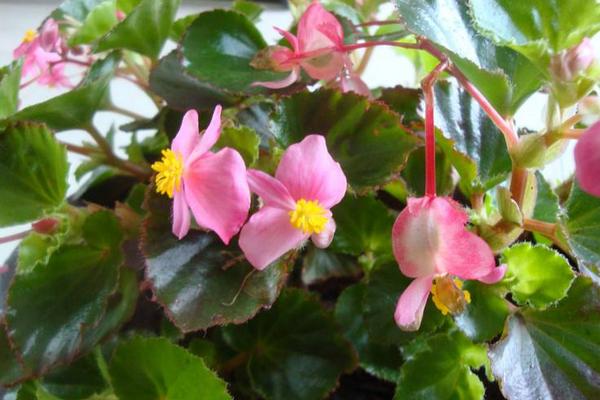 四季海棠葉子發(fā)黃怎么辦  四季海棠常見的病蟲害