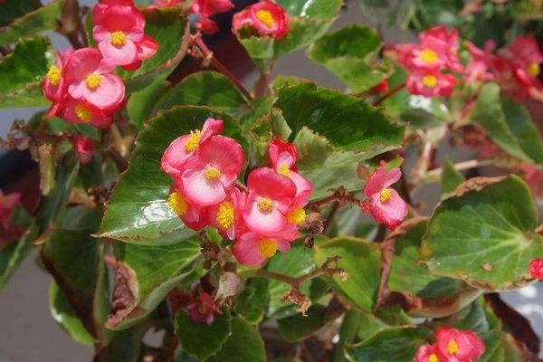 四季海棠葉子發(fā)黃怎么辦 四季海棠常見的病蟲害