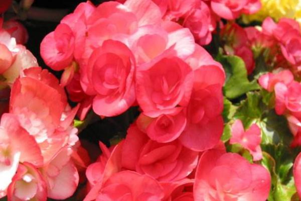 四季海棠葉子發(fā)黃怎么辦 四季海棠常見的病蟲害