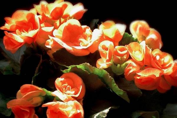 四季海棠葉子發(fā)黃怎么辦 四季海棠常見的病蟲害