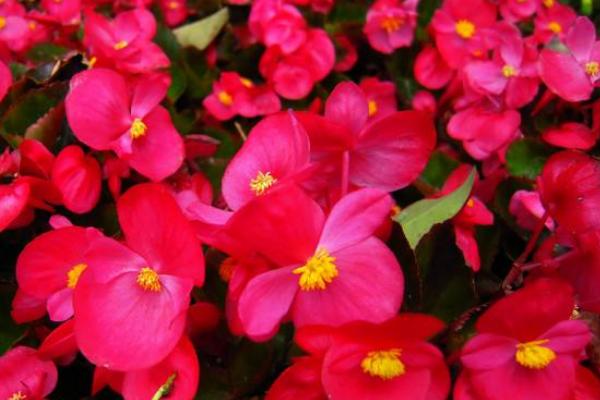 四季海棠葉子發(fā)黃怎么辦 四季海棠常見的病蟲害