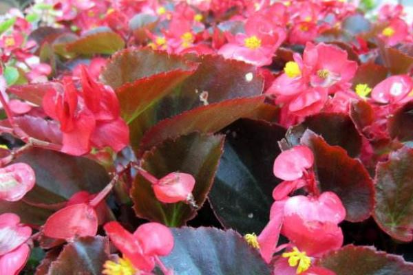 四季海棠怎么過冬 冬天四季海棠養(yǎng)殖注意事項(xiàng)