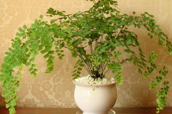 鐵線蕨的功效與作用及禁忌  鐵線蕨冬天怎么養