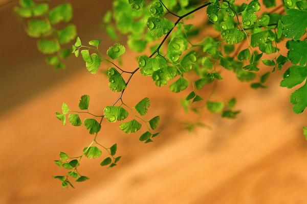 鐵線蕨的功效與作用及禁忌 鐵線蕨冬天怎么養