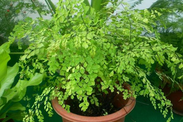 鐵線蕨的功效與作用及禁忌 鐵線蕨冬天怎么養