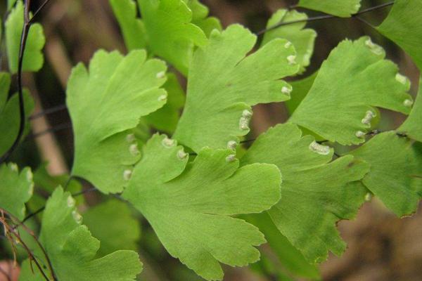鐵線蕨的功效與作用及禁忌 鐵線蕨冬天怎么養