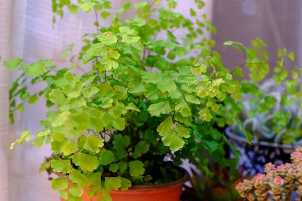 鐵線蕨的功效與作用及禁忌 鐵線蕨冬天怎么養