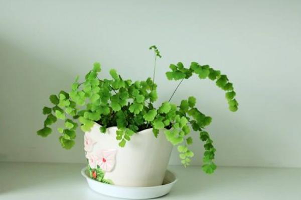 鐵線蕨的功效與作用及禁忌 鐵線蕨冬天怎么養