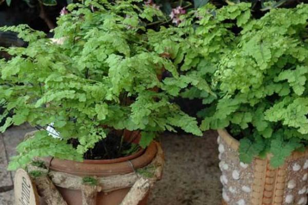 鐵線蕨的功效與作用及禁忌 鐵線蕨冬天怎么養