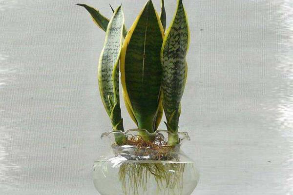 家庭水培虎皮蘭養殖方法 虎皮蘭的病害及防治