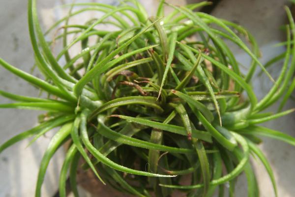 空氣鳳梨市場價格多少錢一盆  新手怎么養(yǎng)空氣鳳梨