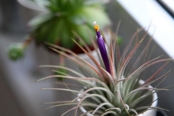 空氣鳳梨有毒嗎 空氣鳳梨能在室內臥室里養(yǎng)嗎