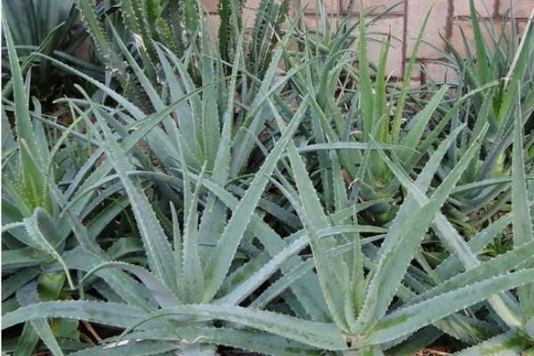 庫拉索蘆薈的辨別方法 庫拉索蘆薈的栽培方法