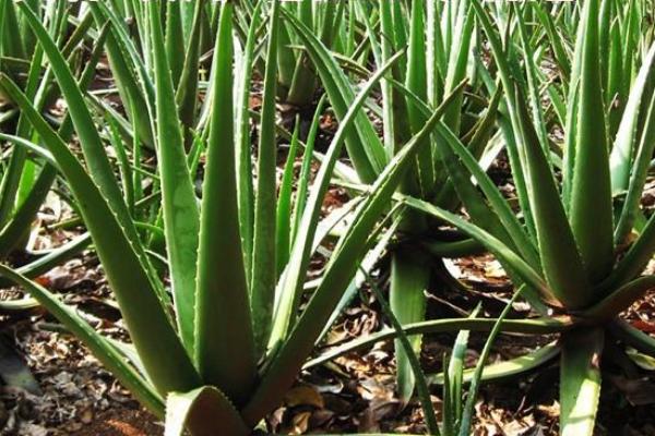 庫拉索蘆薈怎么做面膜 蘆薈面膜的功效與作用