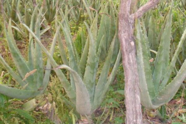 庫拉索蘆薈種植方法 庫拉索蘆薈的功效