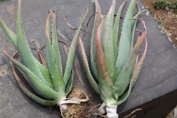 庫拉索蘆薈種植方法與注意事項 庫拉索蘆薈的功效