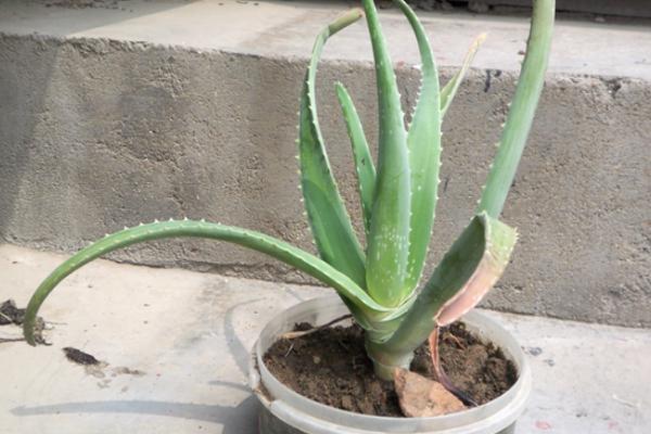 庫拉索蘆薈種植方法與注意事項 庫拉索蘆薈的功效