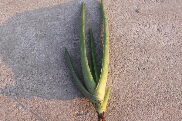 庫拉索蘆薈種植方法與注意事項 庫拉索蘆薈的功效