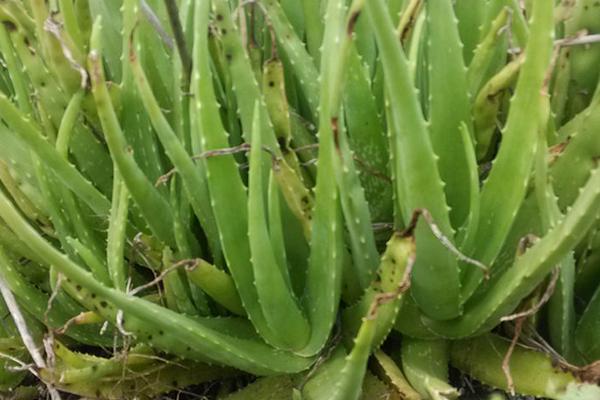 庫拉索蘆薈種植方法與注意事項 庫拉索蘆薈的功效