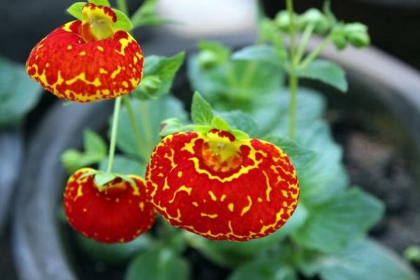 蒲包花什么時候開花 蒲包花花期多長