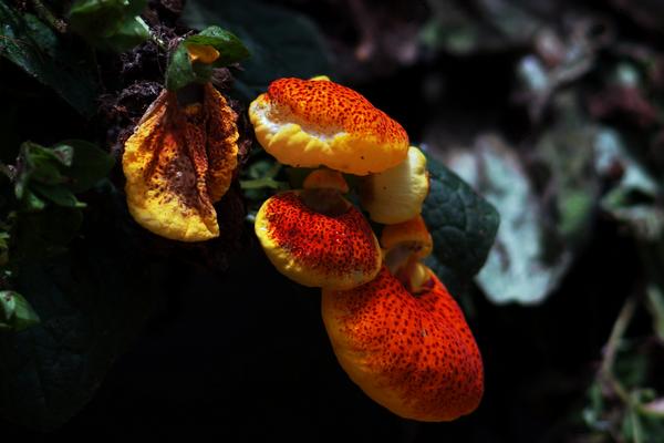 蒲包花什么時候開花 蒲包花花期多長