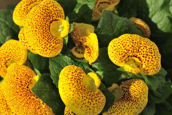 蒲包花什么時候開花 蒲包花花期多長