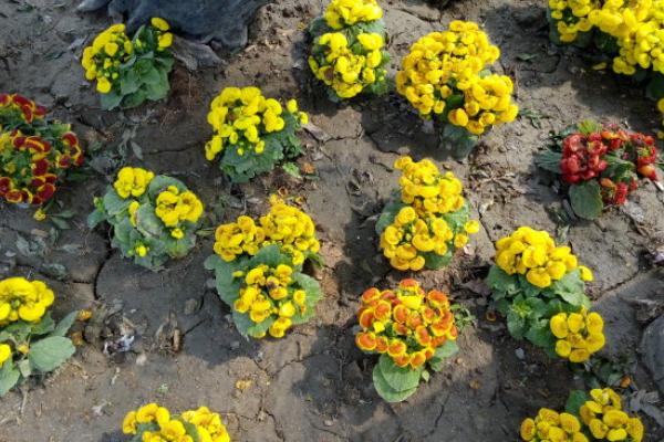 蒲包花什么時候開花 蒲包花花期多長