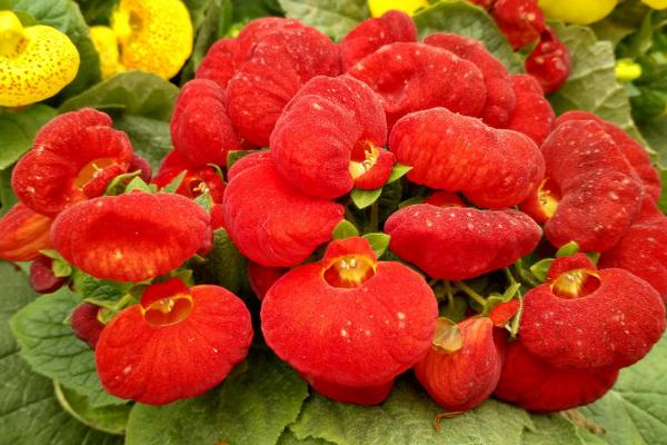 蒲包花什么時候開花 蒲包花花期多長