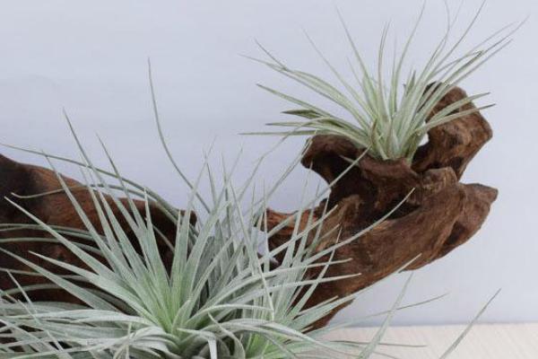 空氣鳳梨怎么繁殖 養(yǎng)空氣鳳梨有哪些常見問題