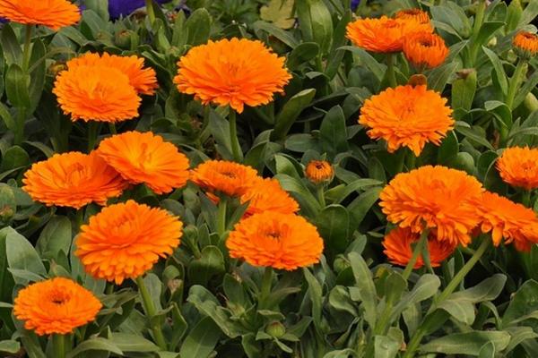 金盞菊扦插繁殖方法 金盞菊怎么澆水