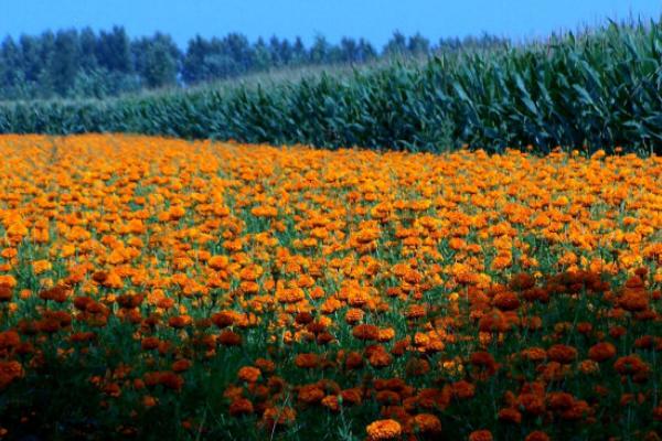 金盞菊扦插繁殖方法 金盞菊怎么澆水