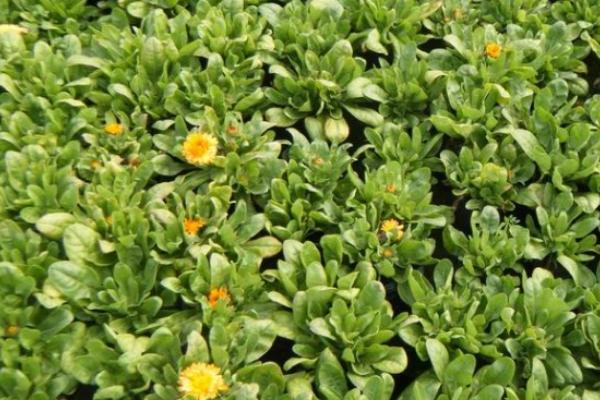 金盞菊扦插繁殖方法 金盞菊怎么澆水